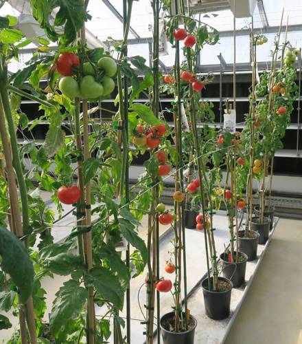 © INRAE, IJPB, tomates en serres